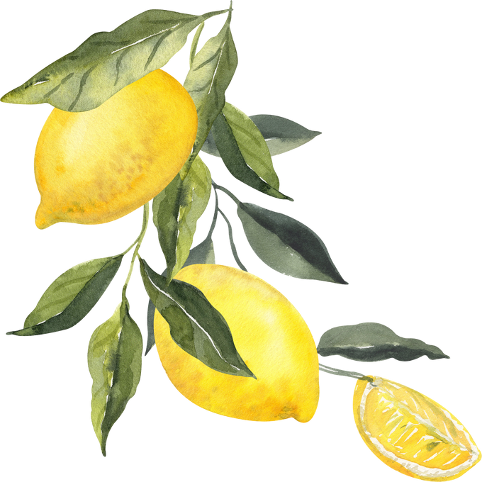 Watercolor three lemons bouquet illustration